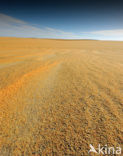 White Desert National Park