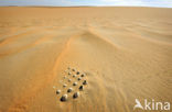 White Desert National Park