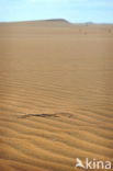 White Desert National Park