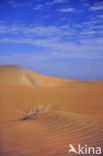 White Desert National Park