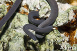 Wormsalamander (Typhlonectes compressicauda)