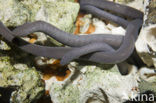 Wormsalamander (Typhlonectes compressicauda)