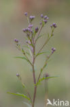 Zaagblad (Serratula tinctoria) 