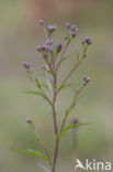 Saw-wort (Serratula tinctoria)