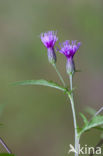 Saw-wort (Serratula tinctoria)