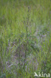 Zaagblad (Serratula tinctoria) 