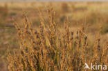 Zeerus (Juncus maritimus)