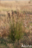 Zeerus (Juncus maritimus)