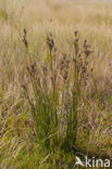 Zeerus (Juncus maritimus)