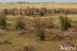 Zeerus (Juncus maritimus)