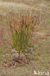 Zeerus (Juncus maritimus)