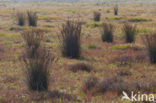 Zeerus (Juncus maritimus)