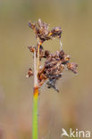 Sea Rush (Juncus maritimus)