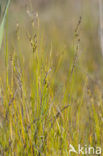 saltmeadow rush (Juncus gerardii)