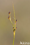 saltmeadow rush (Juncus gerardii)