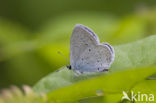 Zuidelijk staartblauwtje (Cupido alcetas)