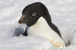 Adelie penguin (Pygoscelis adeliae)