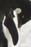 Adelie penguin (Pygoscelis adeliae)