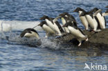 Adeliepinguin (Pygoscelis adeliae)