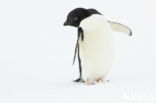 Adeliepinguin (Pygoscelis adeliae)