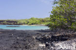 Ahihi-Kinau Natural Preserve