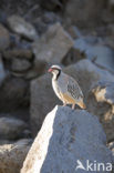 Aziatische Steenpatrijs (Alectoris chukar)