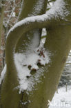 Beuk (Fagus sylvatica)