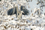 Grey Heron (Ardea cinerea)