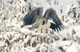 Grey Heron (Ardea cinerea)