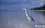 Grey Heron (Ardea cinerea)