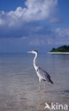 Blauwe Reiger (Ardea cinerea)