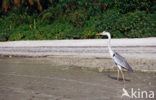 Blauwe Reiger (Ardea cinerea)