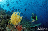 Redtoothed triggerfish (Odonus niger)