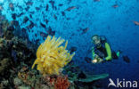 Redtoothed triggerfish (Odonus niger)