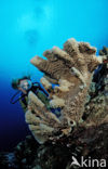 Bonaire National Marine Park