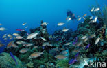 Brown chromis (Chromis multilineata)