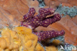 Finger Soft Coral (Alcyonium palmatum)