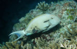 Doktersvis (Acanthurus spec)