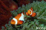 anemonefish