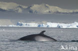 Dwergvinvis (Balaenoptera acutorostrata)