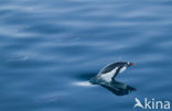 Gentoo penguin (Pygoscelis papua) 