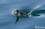 Gentoo penguin (Pygoscelis papua) 