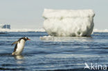 Ezelspinguin (Pygoscelis papua) 