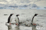 Gentoo penguin (Pygoscelis papua) 