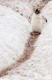 Gentoo penguin (Pygoscelis papua) 