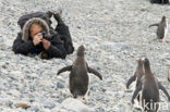 Ezelspinguin (Pygoscelis papua) 