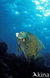 French Angelfish (Pomacanthus paru)