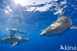 Galapagos shark (Carcharhinus galapagensis) 