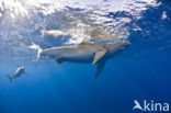 Galapagos shark (Carcharhinus galapagensis) 