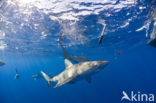 Galapagos shark (Carcharhinus galapagensis) 